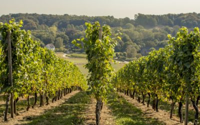 AG CGCC un moment convivial dans un vignoble à Dardagny