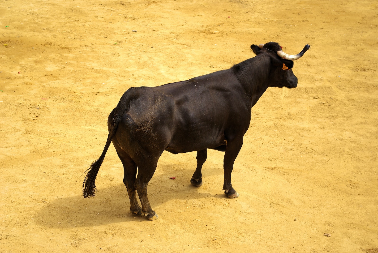 a bull standing in a sandy area